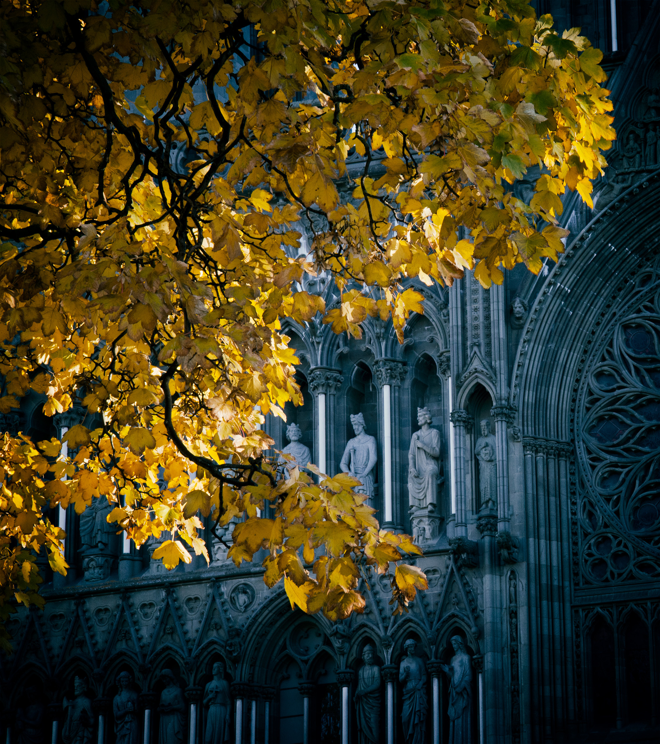 Månedens bilde, april 2020 – Gult