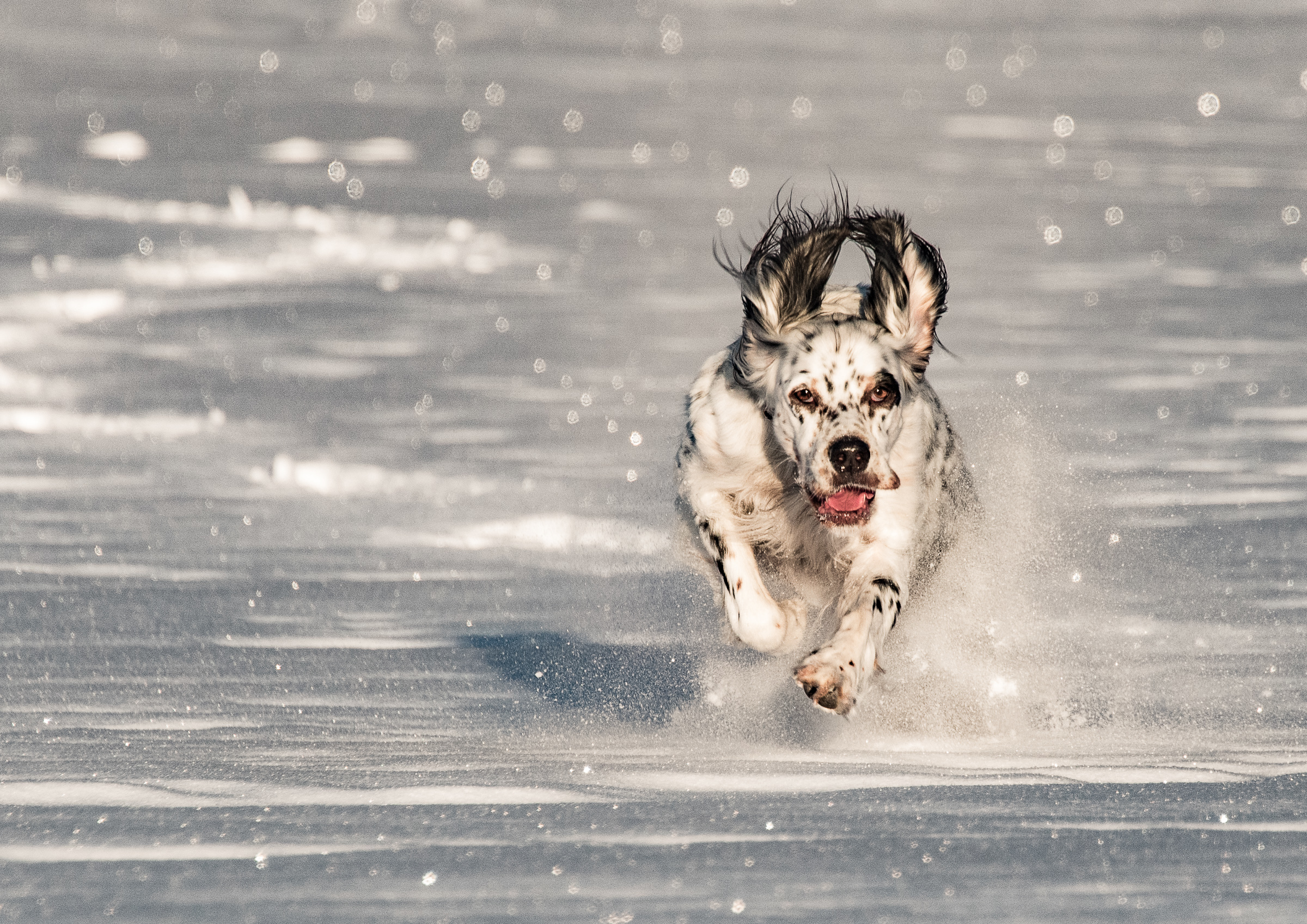 Månedens bilde, april 2021 – Fart