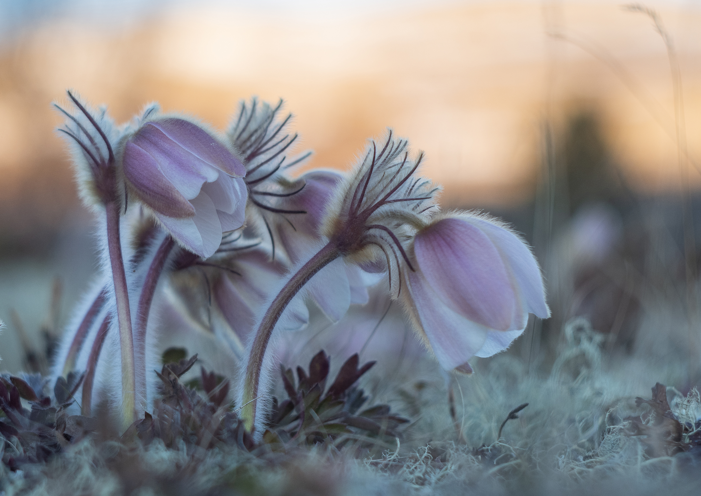 Månedens bilde, januar 2022 – Fritt motiv