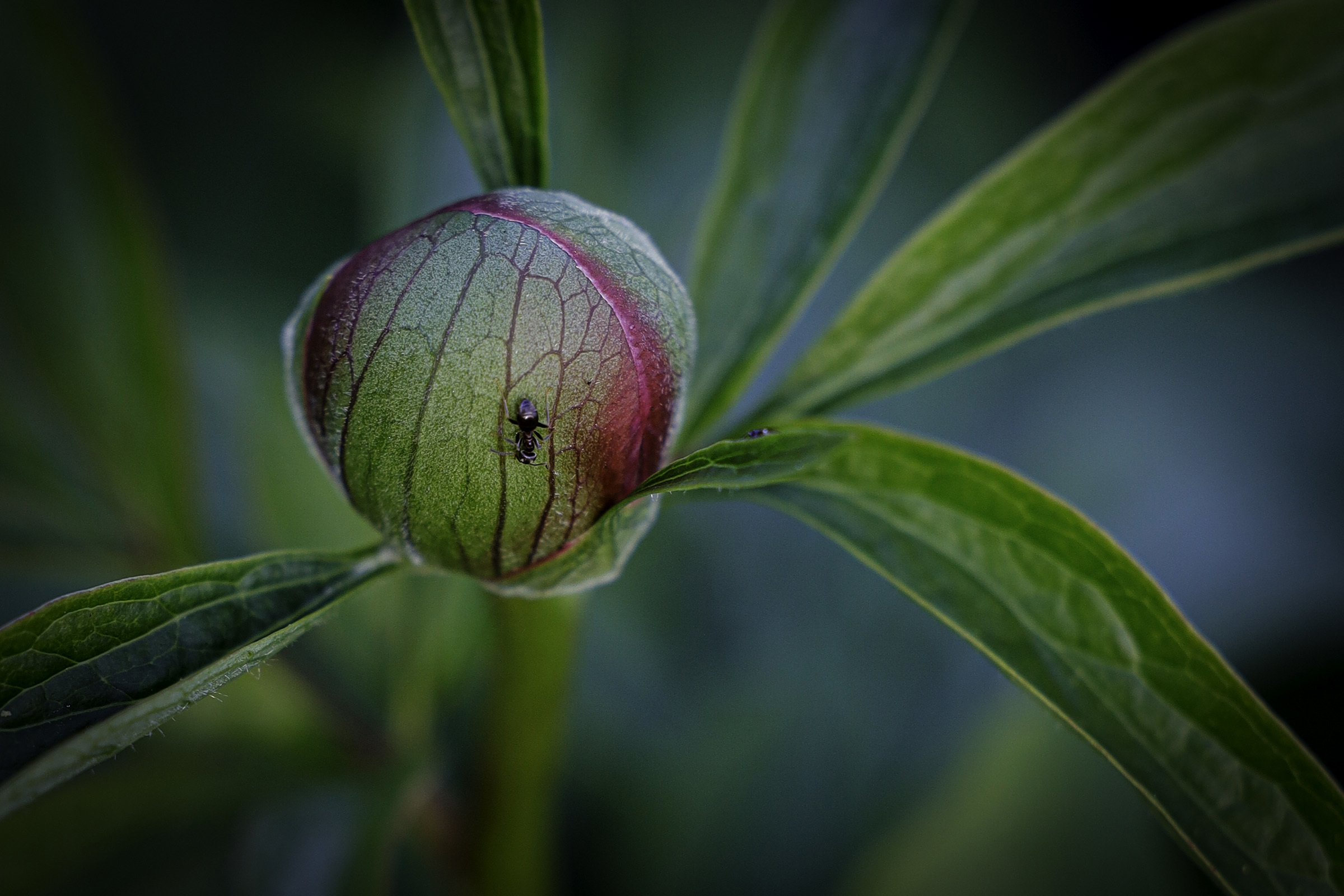 Vibeche Gabrielsen, 2 hybelboere, 1. plass