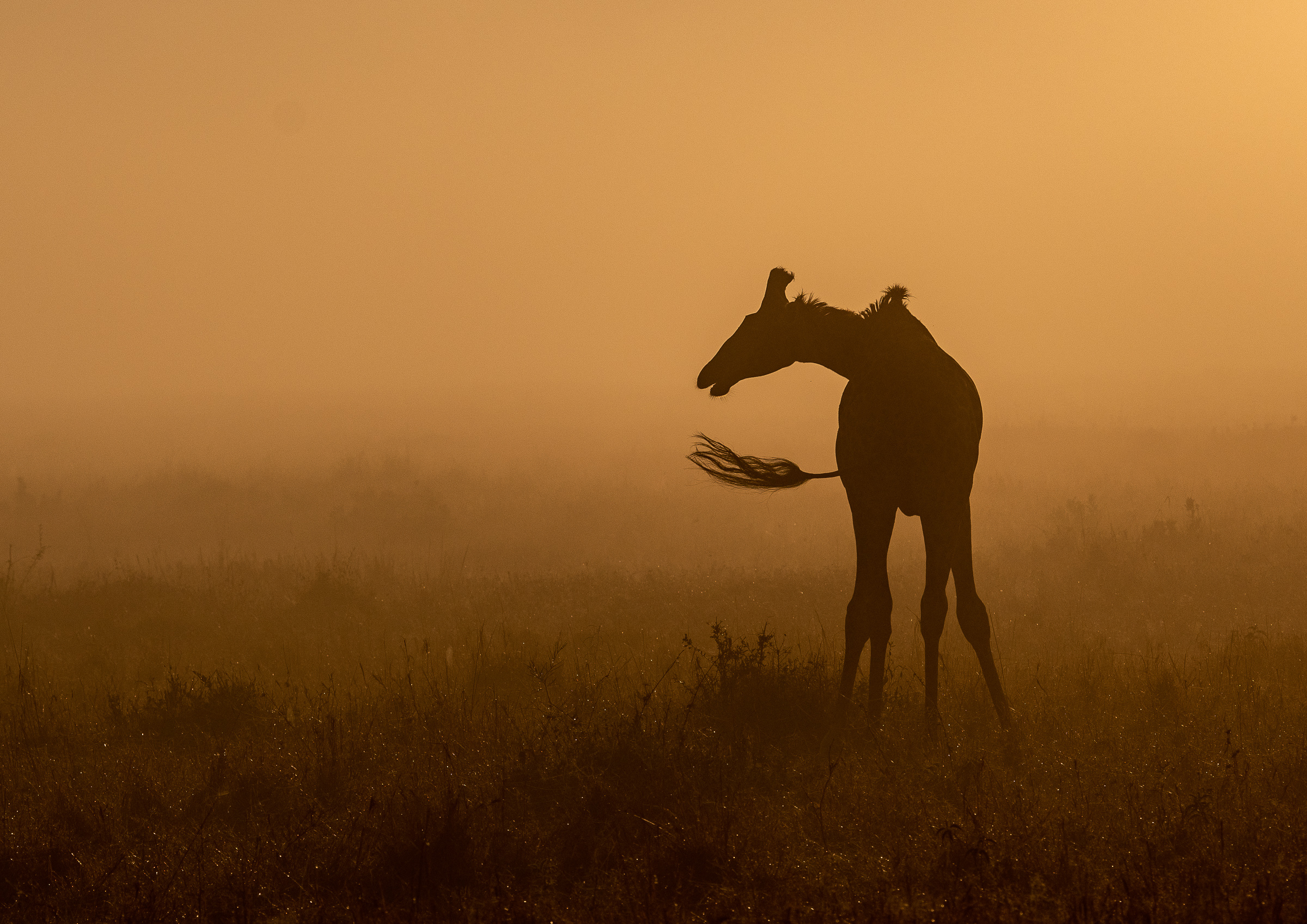 Karoline Kvernvik, Sunrise