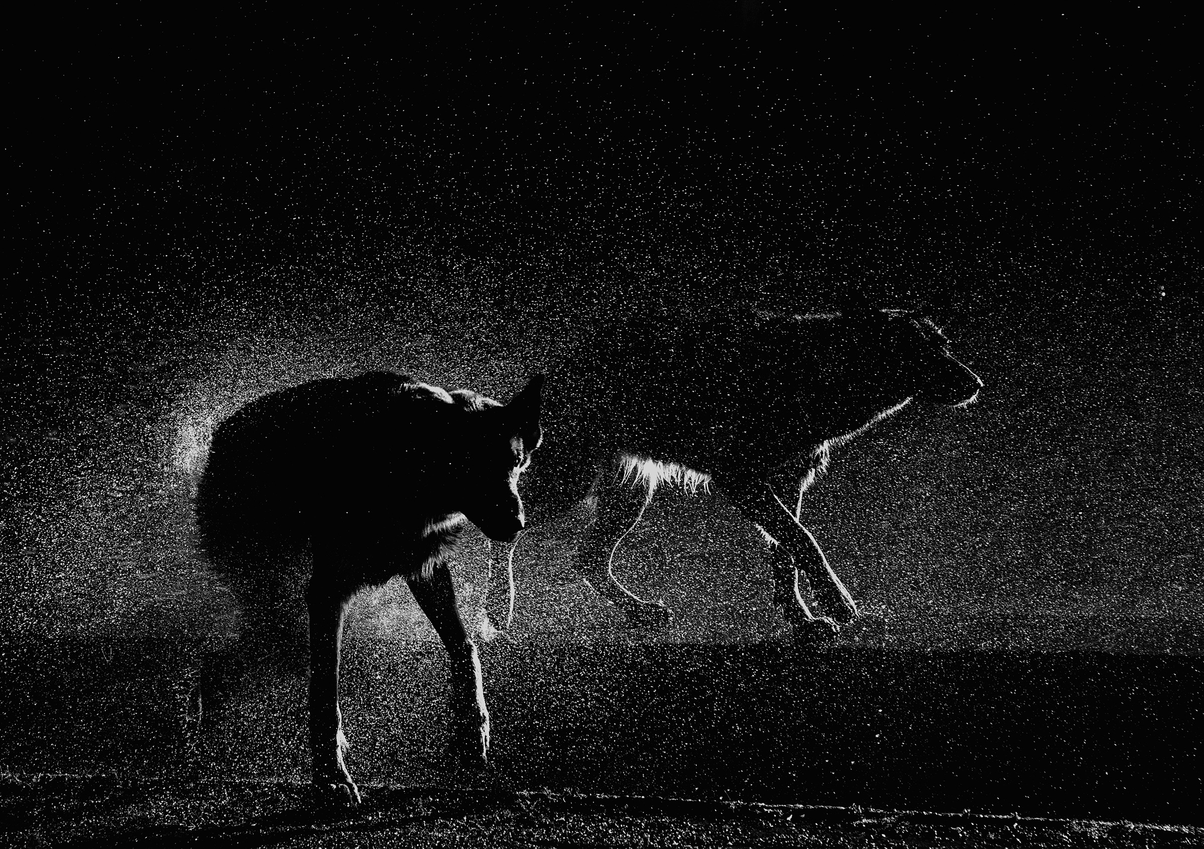 Månedens bilde, desember 2022 – Dyr og fugler