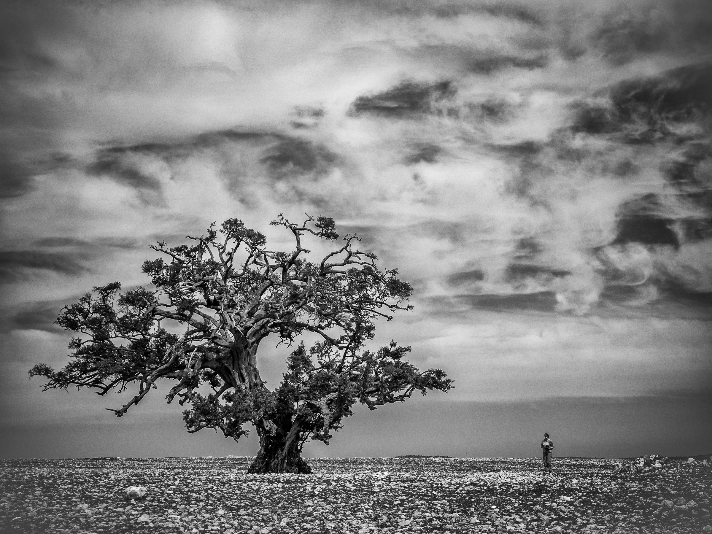Linh Hoang, The tree