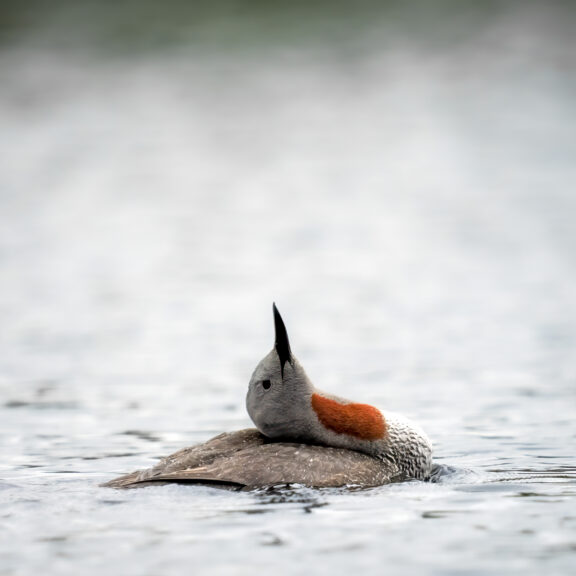 May Lise Blikeng, Smålom