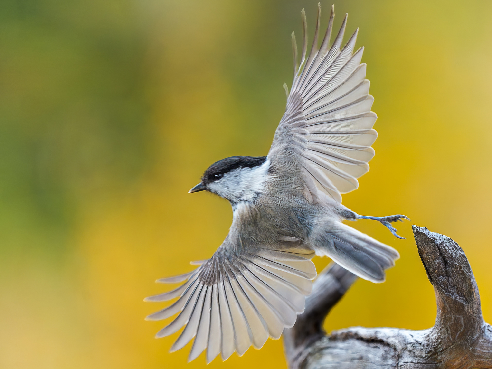 Helge Løseth, Granmeis i farta
